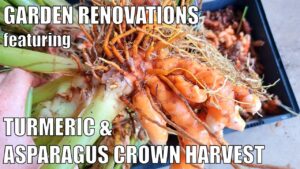 Harvesting Turmeric, Asparagus Crowns & Tree Stumps 🤔| Retaining Wall Preparations
