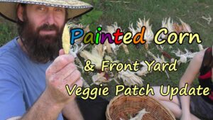 Painted Corn Harvest & Front Yard Wicking Bed Veggie Patch update. End of Summer 2016