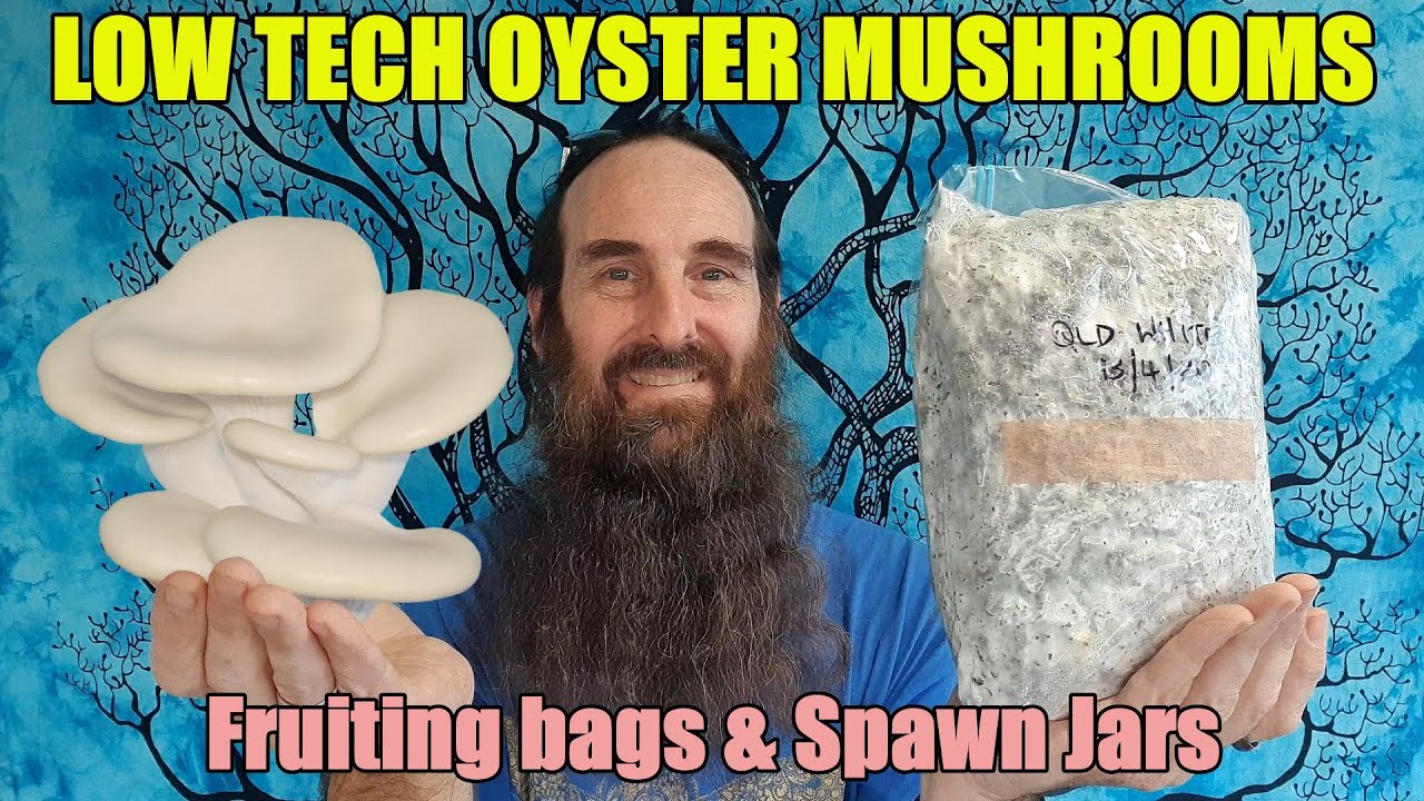 Low Tech Oyster Mushrooms | Recycled Paper Fruiting bags & Sawdust Spawn Jars