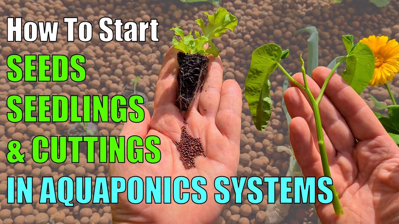 3 Ways to Start Plants in an Aquaponic System