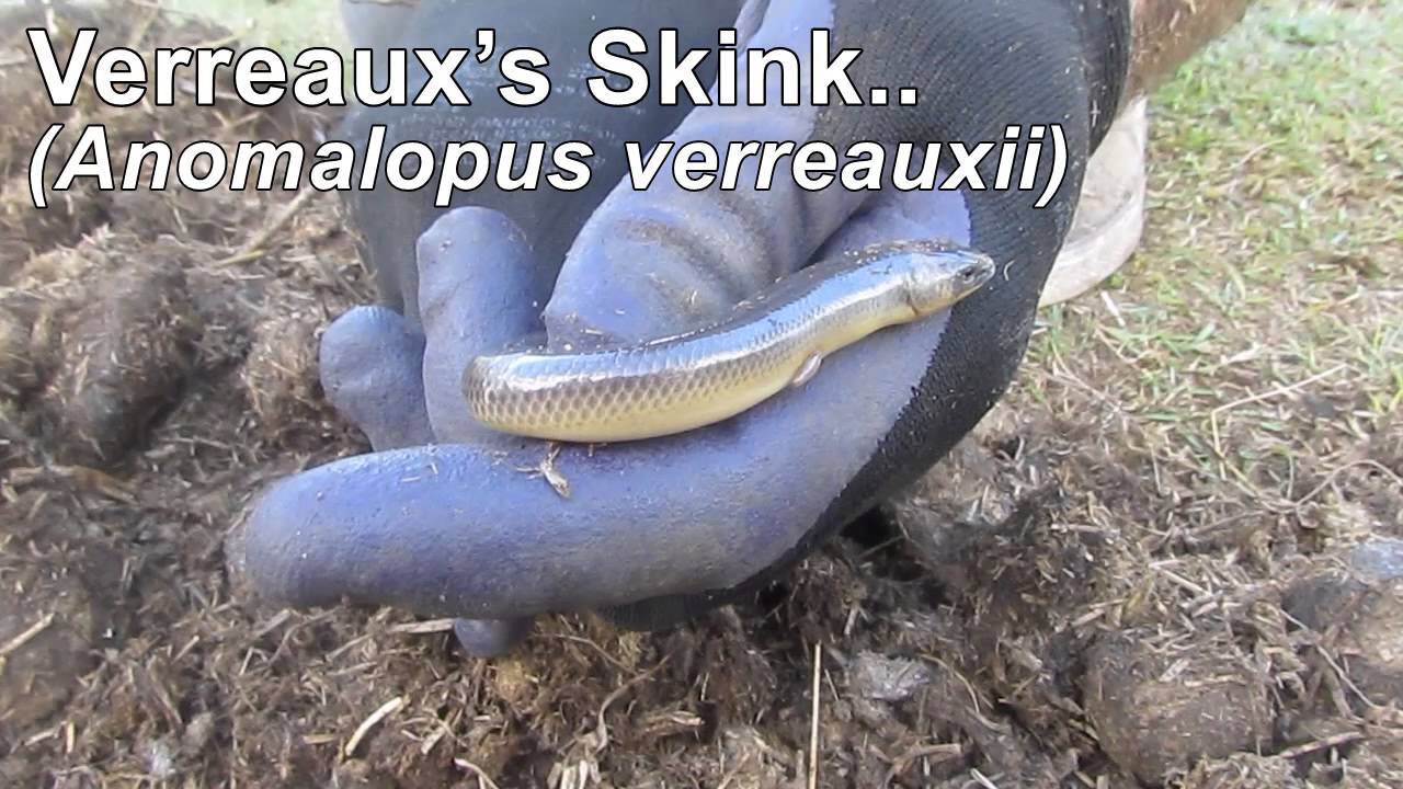 A Verreaux's Skink & its lucky escape from the lawnmower..