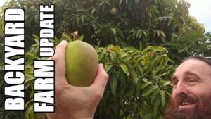 Backyard Farm Update  Corn, Bananas, Sweet Potatoes & the Last Mango Harvest