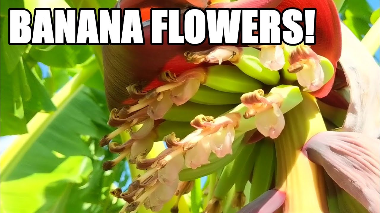Aquaponic Filters, Banana Flowers, Sweet Corn & More