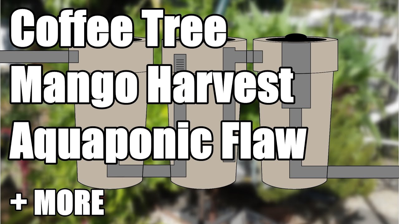 Aquaponic Flaw - Mango Harvest - Solarising Pests - Chook Pen + MORE