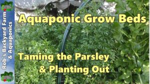 Aquaponic Grow Beds - Taming the Parsley & Planting Out Seedlings