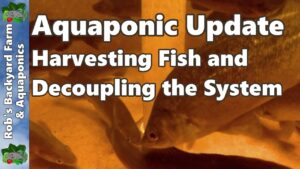 Aquaponic System - Harvesting Fish & Decoupling the System