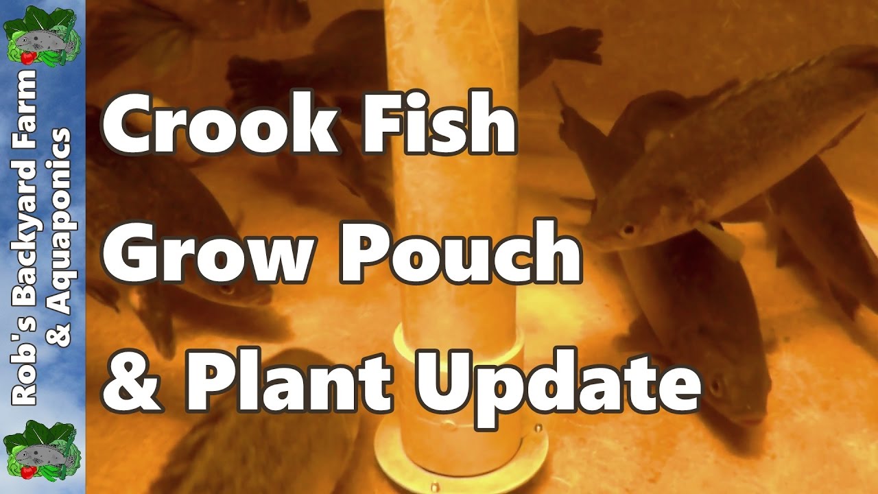Aquaponic System - Sick Fish, Grow Pouch, & Plant Update #aquaponics