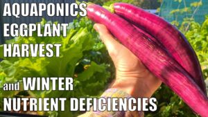 Aquaponics Eggplant Harvest & Winter Nutrient Deficiencies