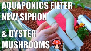 Aquaponics Filters, NEW "U" Siphon & Oyster Mushrooms 🍄