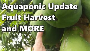 Aquaponics, Fruit Harvest & a New Resident in the Patch