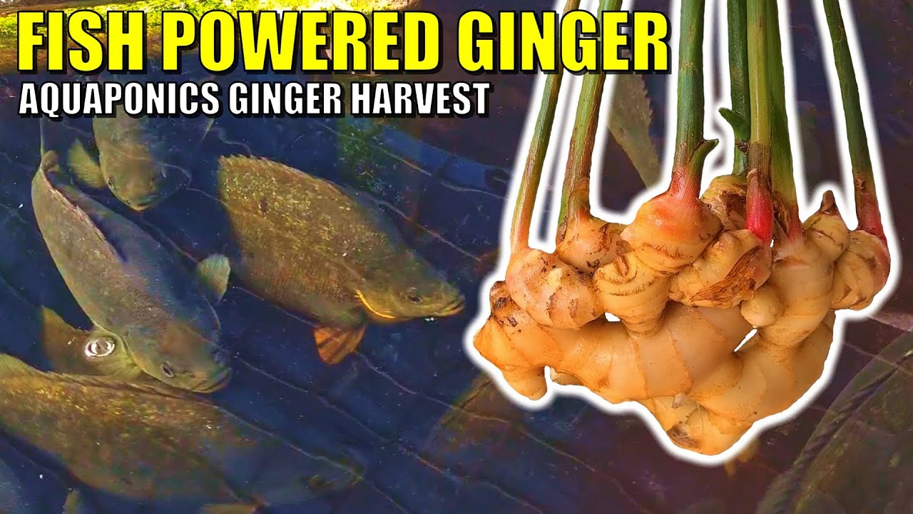 Aquaponics Ginger Harvest & The Varieties We're Growing