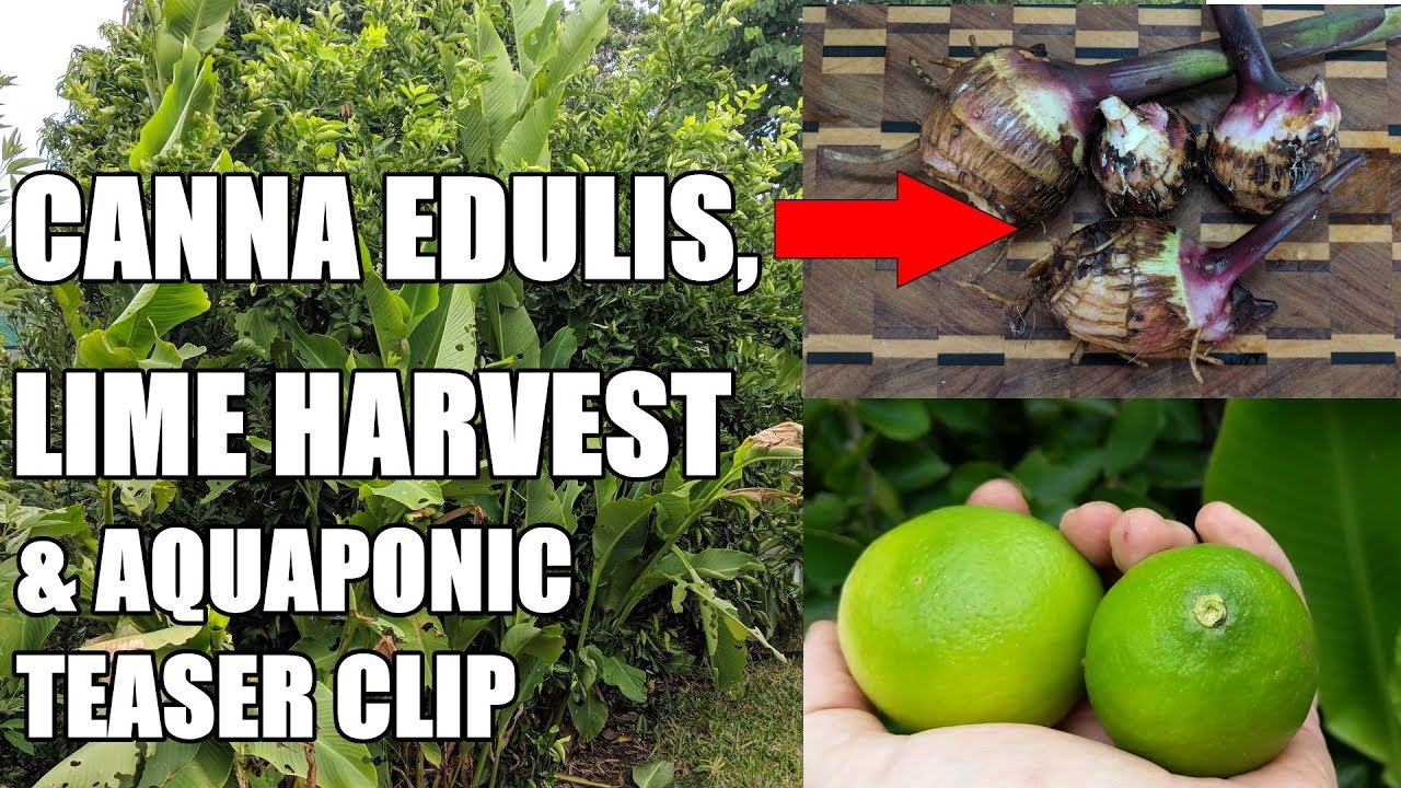Aquaponics, Harvesting Limes, Cooking & Mulching with Queensland Arrowroot