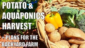 Aquaponics, Potato Harvests + Plans for the Backyard Farm
