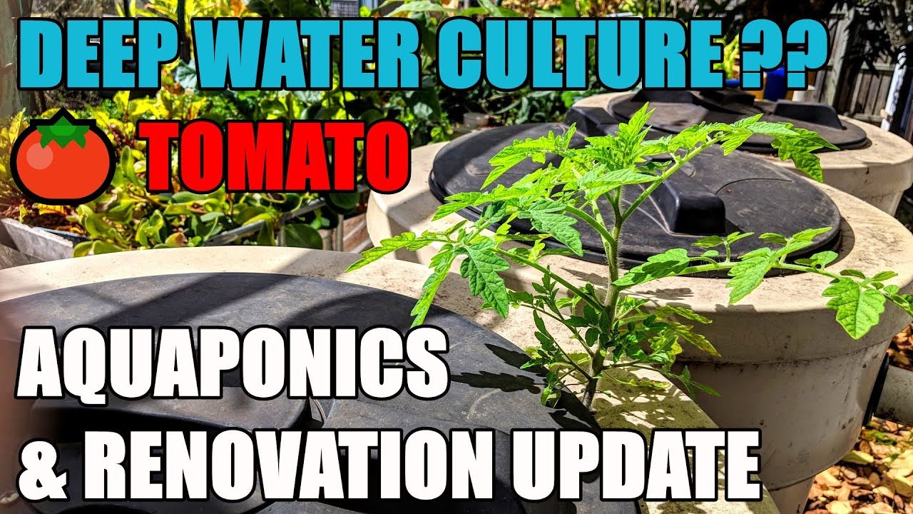Aquaponics & Quick Renovation Update | DWC Tomatoes??