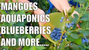 Aquaponics, Removing the Pond, Wicking Barrels, Root Pouches & More