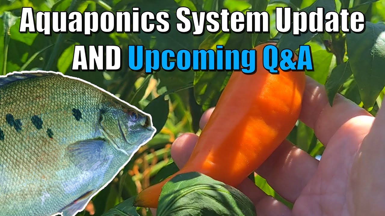 Aquaponics Sweet Potato Update + Upcoming Aquaponics Community Q&A