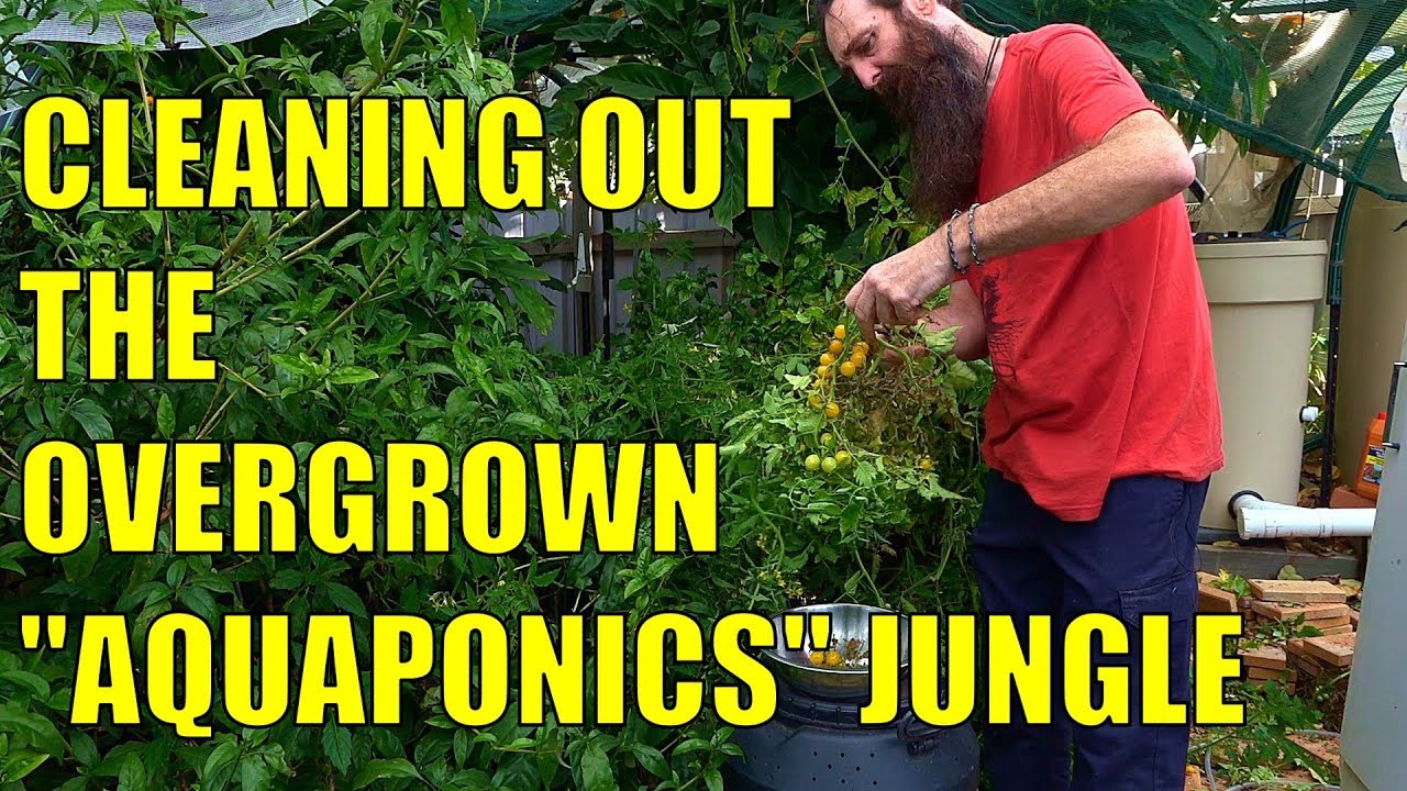 Aquaponics System | Cleaning out Overgrown Grow Beds