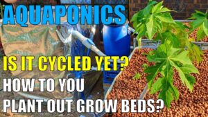 Aquaponics System | Is It Cycled Yet? & Planting Out Grow Beds