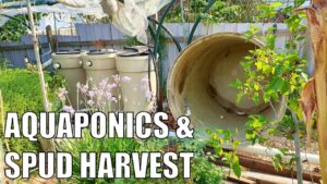 Aquaponics Systems & Chrissie Spud Harvest