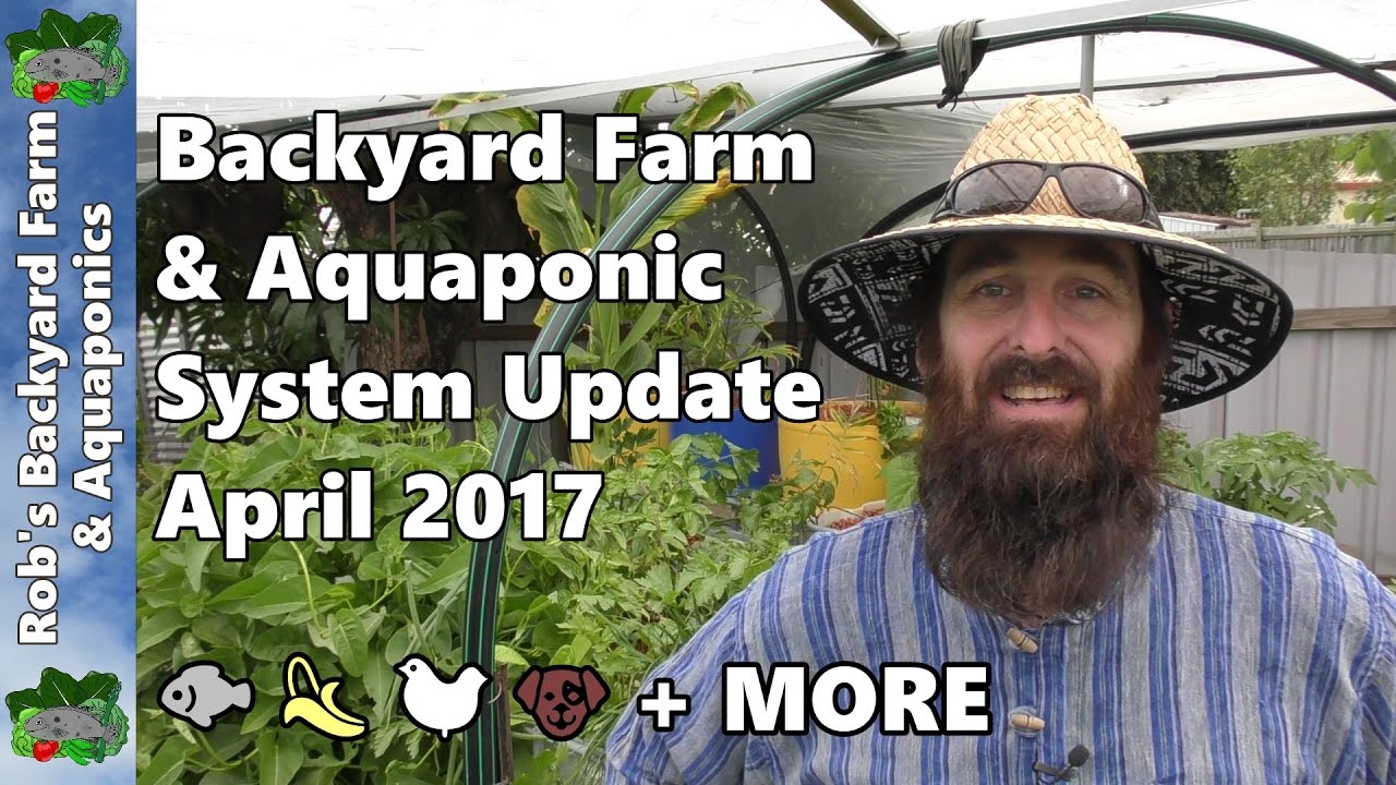 Backyard Farm & Aquaponic System Tour April 2017 Bananas, Chickens, Lizzie & More