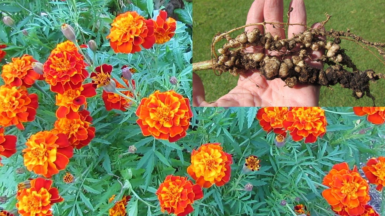 Treating Root knot nematode control using French marigolds & mustard greens..