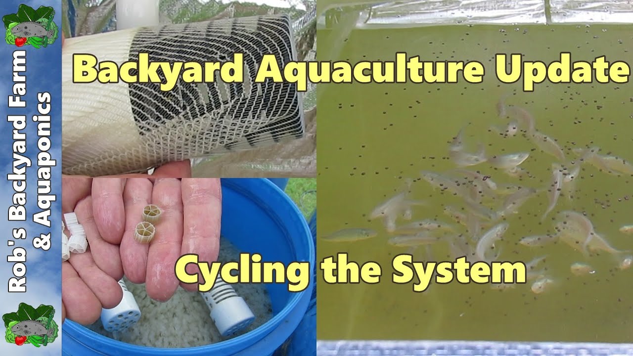 Backyard Aquaculture Update, Cycling the System.. 3rd June 2014