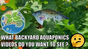 Backyard Aquaponics Video Suggestions? & Chilly Morning Update