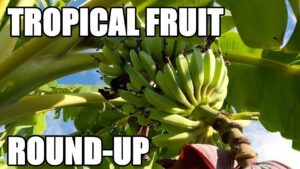 Bananas, Pineapples, & Other Tropical Fruits | Backyard Farm Vlog