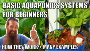 Basic Aquaponics Systems for Beginners | How they Work & Design Ideas