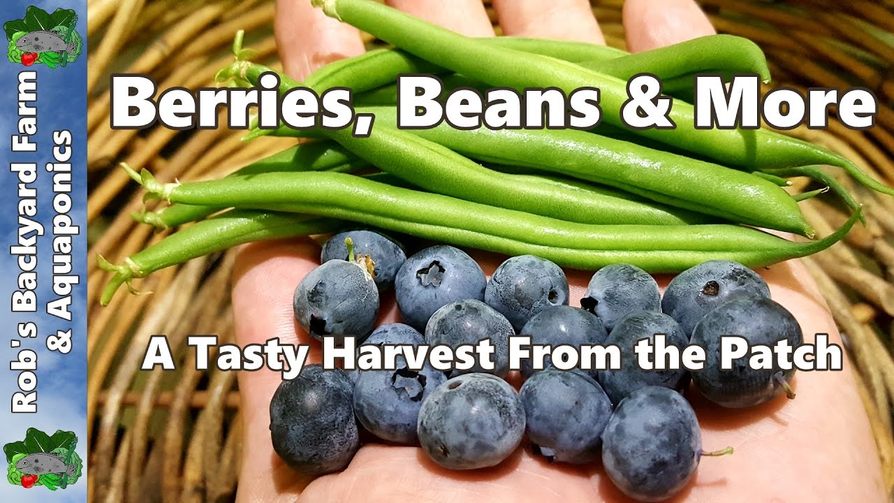 Blueberries, Beans & More - A Tasty Harvest From the Patch