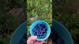Blueberries in Pouches - 5 Year Update #shorts