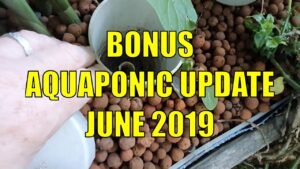 BONUS Aquaponic Update - June 2019