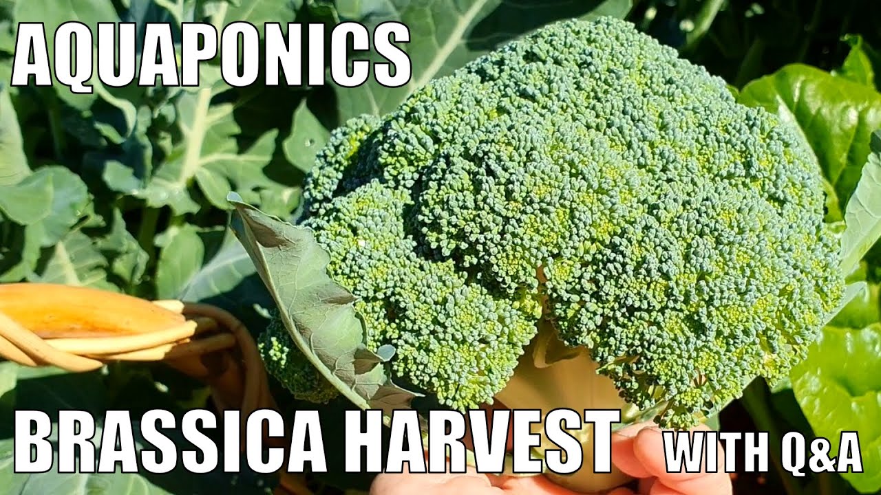Aquaponics System Brassica Harvest & Q&A From This Weeks Comments 🐟 🥦