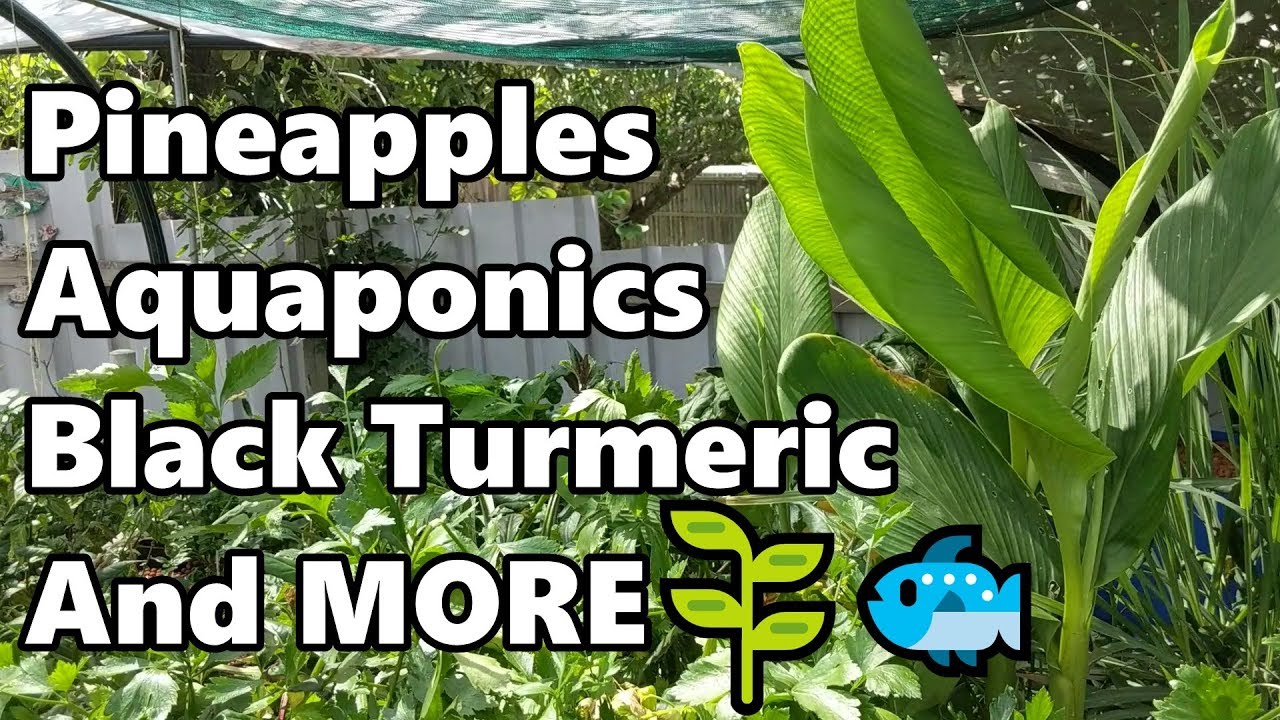 Backyard Farm & Aquaponics Update | Pineapples, Black Turmeric, test kits & MORE
