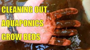 Cleaning Out the Aquaponics & Fires In Australia