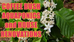 Coffee Bush, Aquaponics & Renovation Update