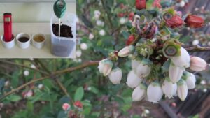 Coffee grounds to lower soil pH for Blueberries, Fact or fiction..