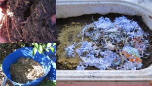 Compost worm update, feeding the Bathtub & splitting the Barrel farm..