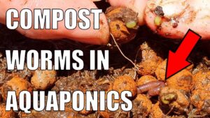 Compost Worms in Aquaponics