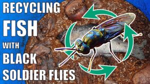 Composting a Fish with Black Soldier Fly Larvae (BSFL) & Garden Update