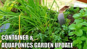 Container Garden & Aquaponics 1st of May Update