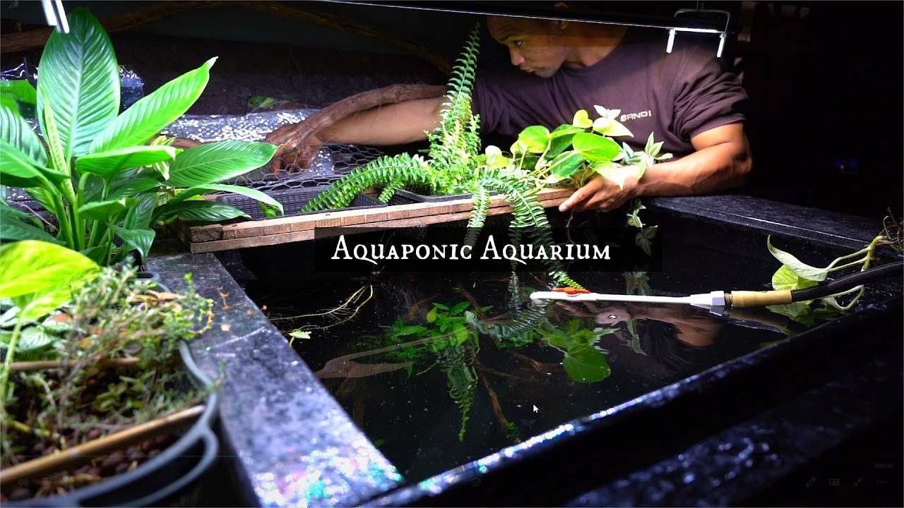 Create A Better Aquarium with Aquaponics