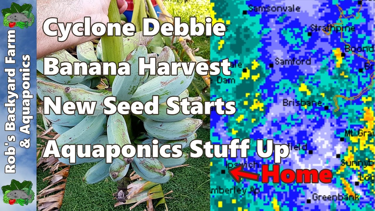 Cyclone Debbie Banana Harvest New Seed Starts & Aquaponics Stuff Up