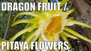 Dragon Fruit Flowers | Pitaya Flowers