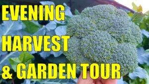 Evening Harvest & Wicking Garden Tour