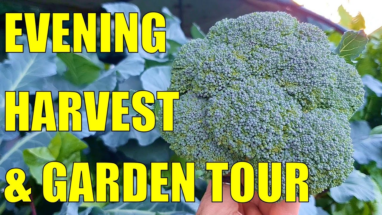 Evening Harvest & Wicking Garden Tour