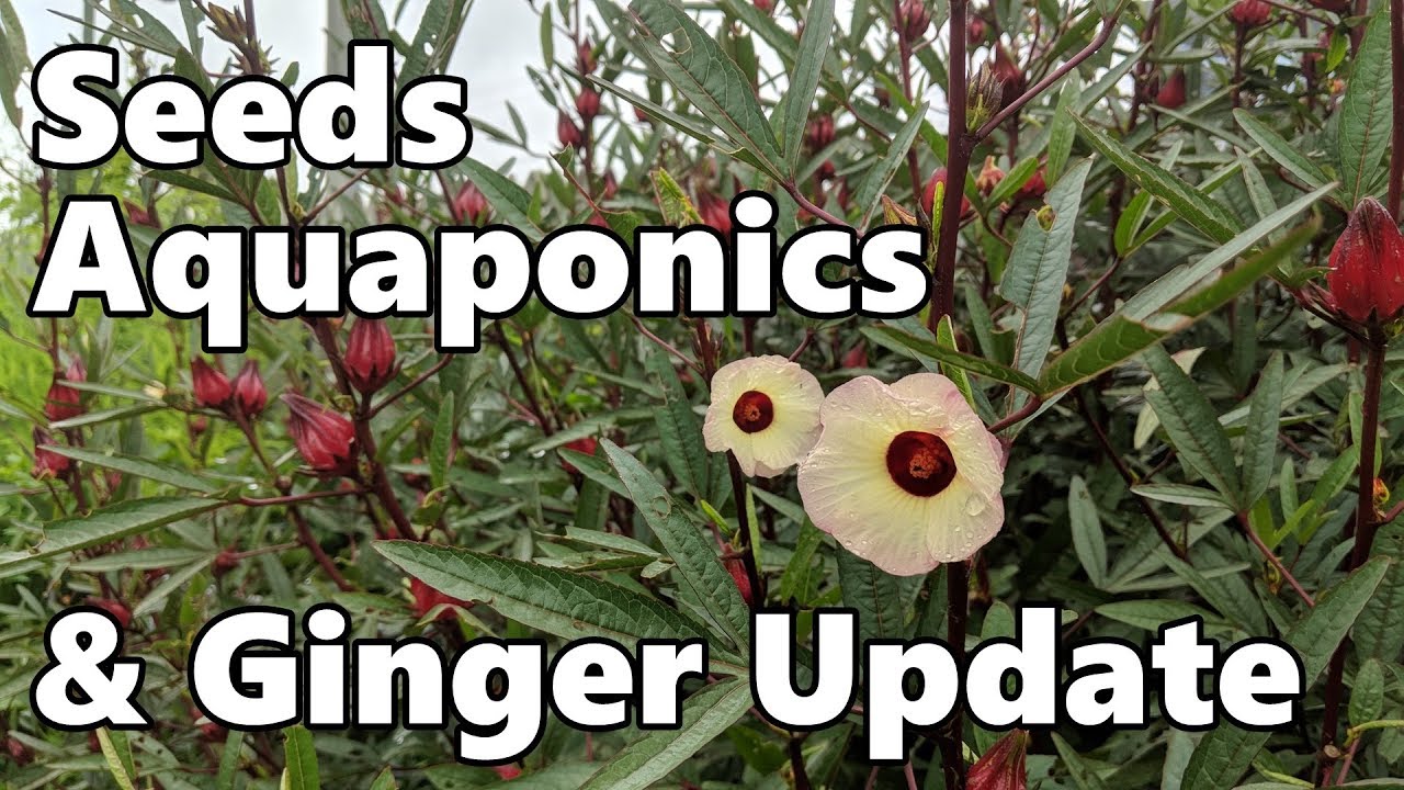 Garden Plans, Feeding the Fish in the Aquaponics & Ginger Update