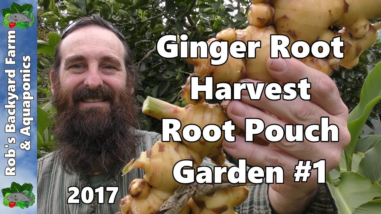 Ginger Root Harvest Root Pouch Garden #1