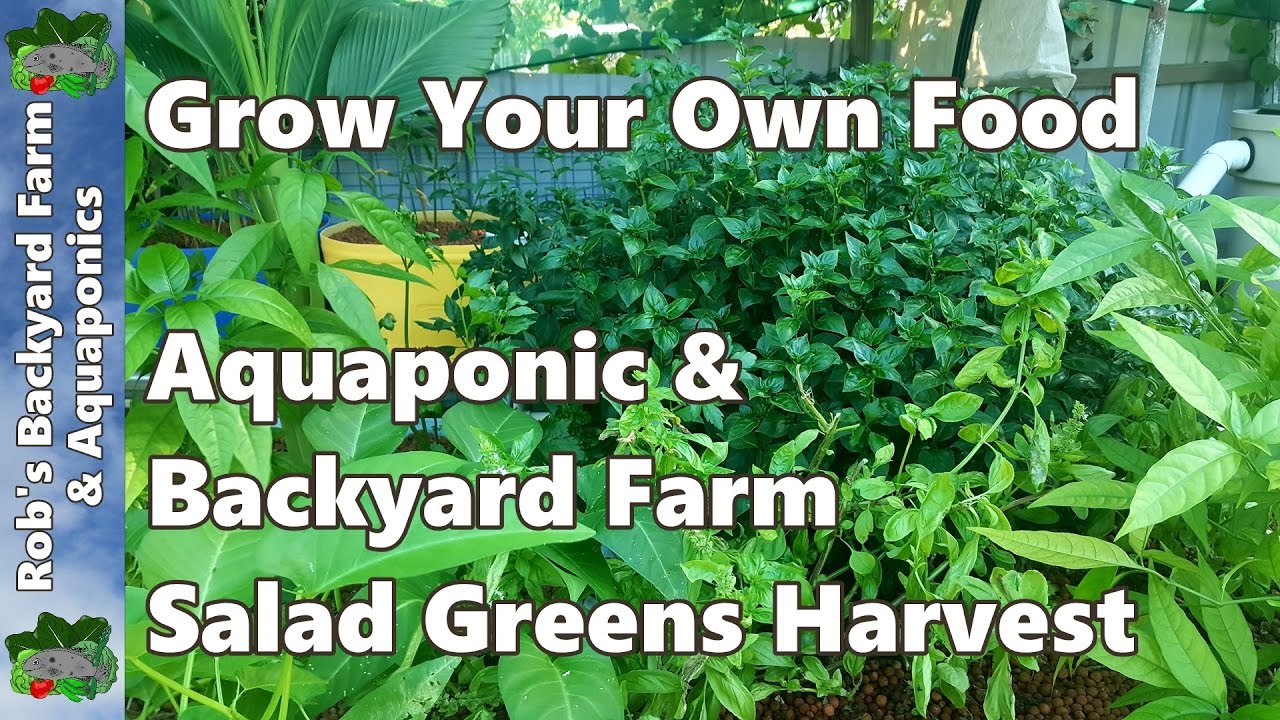 Grow Your Own Food - Aquaponic & Backyard Farm Salad Greens Harvest