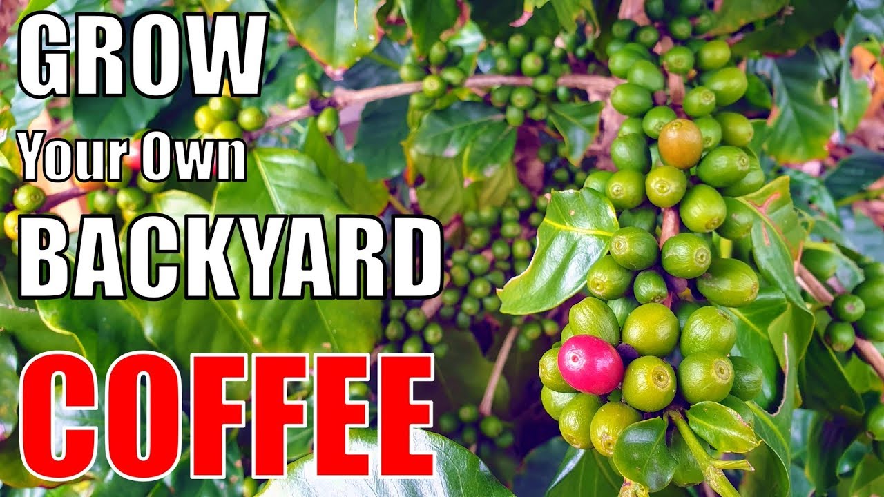 Growing a Backyard Coffee Bush